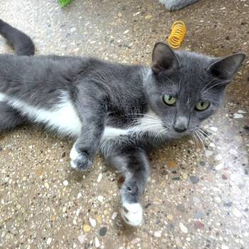 Kayla (2026) -  Domestic Short Hair Cat for Adoption in Skokie, Illinois - Kayla (2026) | PetCurious