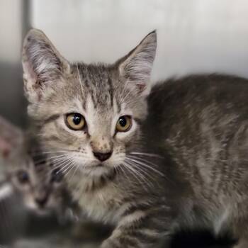 Cumulus -  Domestic Short Hair Cat for Adoption in Sarasota, Florida - Cumulus | PetCurious