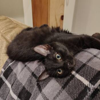 Barista -  Domestic Long Hair Cat for Adoption in Carencro, Louisiana - Barista | PetCurious