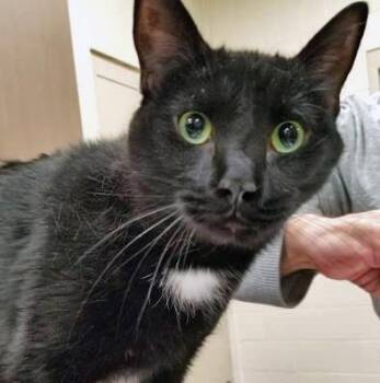 Bear -  Domestic Short Hair Cat for Adoption in Fishers, Indiana - Bear | PetCurious