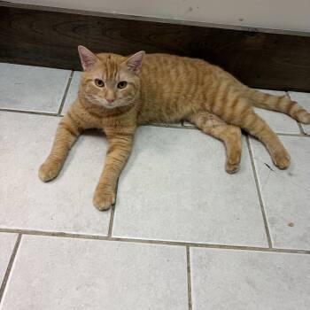 Isaac -  Tabby Cat for Adoption in Medford, Massachusetts - Isaac | PetCurious