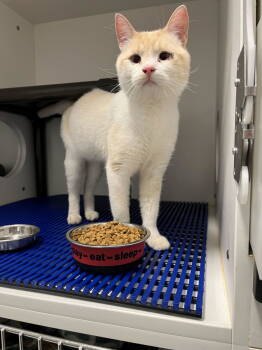 Rescue American Shorthair and Siamese Cats for Adoption - Bertle | PetCurious