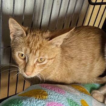 Spitfire -  Domestic Short Hair Cat for Adoption in Saginaw, Michigan - Spitfire | PetCurious