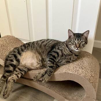 Wilbur and Eddie (bonded pair) -  Tabby Cat for Adoption in Sacramento, California - Wilbur And Eddie (bonded Pair) | PetCurious