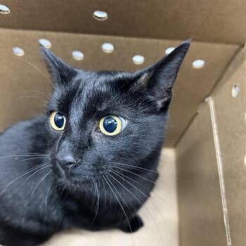 Domestic Short Hair Cats Available for Adoption - Patsy | PetCurious