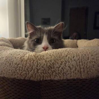 April ARC26 - 114 -  Domestic Medium Hair Cat for Adoption in Akron, New York - April ARC26 - 114 | PetCurious
