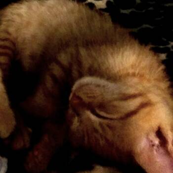 Iggy -  Domestic Short Hair Cat for Adoption in PORT WENTWRTH, Georgia - Iggy | PetCurious