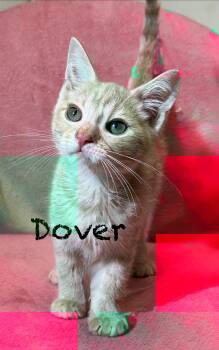 Dover -  Domestic Short Hair Cat for Adoption in Pawleys Island, South Carolina - Dover | PetCurious