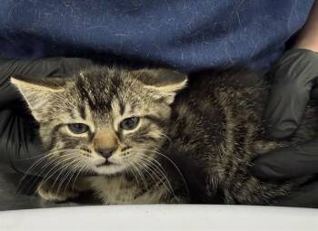 Domestic Short Hair Cats Available for Adoption - KAY | PetCurious