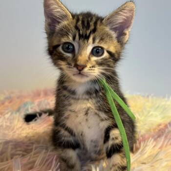 Chewbacca -  Domestic Short Hair Cat for Adoption in Wilsonville, Oregon - Chewbacca | PetCurious