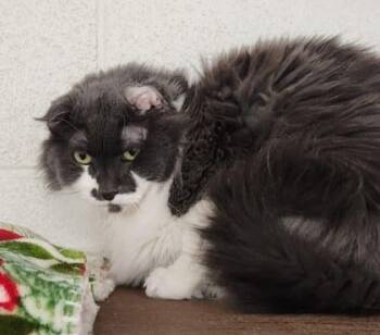 Birmingham -  Domestic Long Hair Cat for Adoption in Butte, Montana - Birmingham | PetCurious