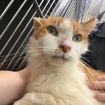 Red Bull -  Domestic Short Hair Cat for Adoption in Sunrise, Florida - Red Bull | PetCurious