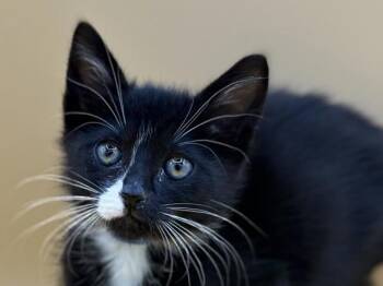 Berry -  Domestic Short Hair Cat for Adoption in Portland, Oregon - Berry | PetCurious