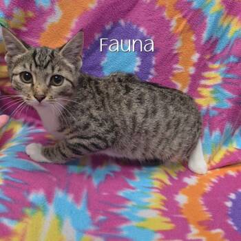 Fauna -  Domestic Short Hair Cat for Adoption in Parkersburg, West Virginia - Fauna | PetCurious