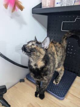 Heather -  Domestic Short Hair Cat for Adoption in Dayton, Minnesota - Heather | PetCurious