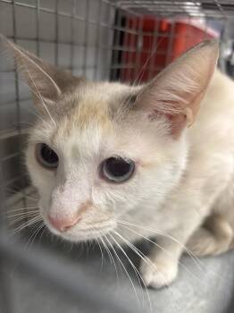 Domestic Short Hair Cats Available for Adoption in Las Vegas, Nevada - GRETCHEN | PetCurious