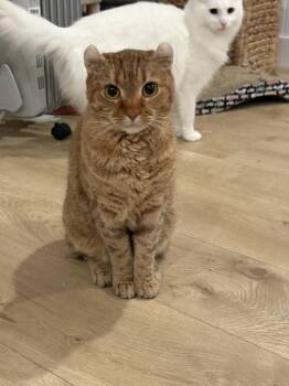 Boba (bonded w/ McFlurry) -  Scottish Fold and Domestic Medium Hair Cat for Adoption in San Jose, California - Boba (bonded W/ McFlurry) | PetCurious