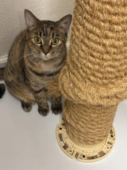 C.C. -  Domestic Short Hair Cat for Adoption in Ruskin, Florida - C.C. | PetCurious