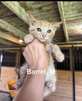 Barrel -  Domestic Short Hair Cat for Adoption in Shrewsbury, Massachusetts - Barrel | PetCurious