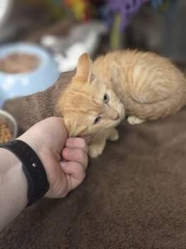 Raphaela -  Domestic Short Hair Cat for Adoption in Westland, Michigan - Raphaela | PetCurious