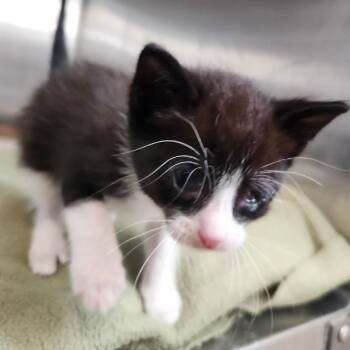 Felix is at Petsmart GJ -  Domestic Short Hair Cat for Adoption in Cedaredge, Colorado - Felix Is At Petsmart GJ | PetCurious