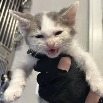 Miles -  Domestic Medium Hair Cat for Adoption in Knoxville, Tennessee - Miles | PetCurious