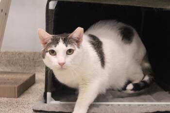 Drizzle -  Domestic Short Hair Cat for Adoption in Chestertown, Maryland - Drizzle | PetCurious