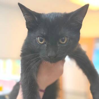 Smoky -  Domestic Short Hair Cat for Adoption in Idaho Falls, Idaho - Smoky | PetCurious