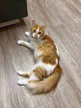 Zara -  Domestic Medium Hair Cat for Adoption in St. Peters, Missouri - Zara | PetCurious