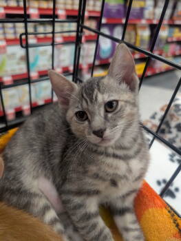 Rescue Domestic Short Hair and Torbie Cats for Adoption in Ventura, California - Trunchbull | PetCurious