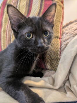 Rescue Domestic Short Hair Cats for Adoption in Inver Grove, Minnesota - Bugsy | PetCurious