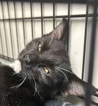 Rescue Domestic Short Hair Cats for Adoption in Anderson, Indiana - Jackie Chan | PetCurious