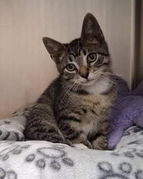 Bolt -  Tabby Cat for Adoption in Little Falls, Minnesota - Bolt | PetCurious