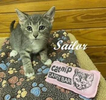 Sailor -  Tabby Cat for Adoption in Southern Pines, North Carolina - Sailor | PetCurious