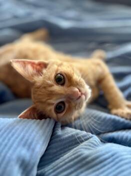 Rescue Domestic Short Hair Cats for Adoption in Beverly Hills, California - Timmy | PetCurious