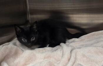 Noodle -  Domestic Short Hair Cat for Adoption in Dickson, Tennessee - Noodle | PetCurious