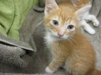 Rescue Domestic Medium Hair Cats for Adoption in Ocala, Florida - A369774 | PetCurious