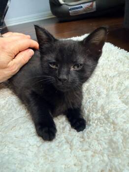 Sonny -  Tabby Cat for Adoption in San Antonio, Texas - Sonny | PetCurious