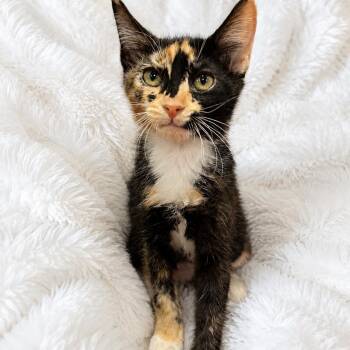Julies Calico Cutie -  Calico Cat for Adoption in Glendora, California - Julies Calico Cutie | PetCurious