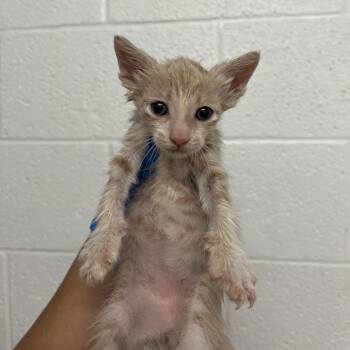 Icee I4 -  Domestic Short Hair Cat for Adoption in Edinburg, Texas - Icee I4 | PetCurious