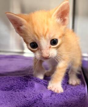 Rescue Domestic Short Hair Cats for Adoption in Labelle, Florida - Willow | PetCurious