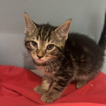 Ronaldo -  Domestic Short Hair Cat for Adoption in Chattanooga, Tennessee - Ronaldo | PetCurious