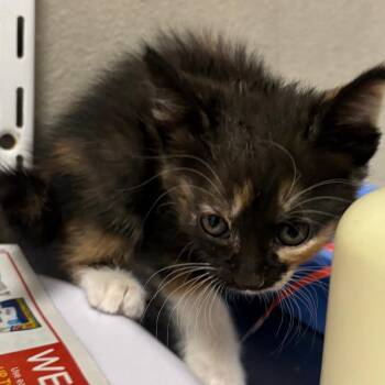 Sabrina -  Domestic Short Hair Cat for Adoption in Yuma, Arizona - Sabrina | PetCurious