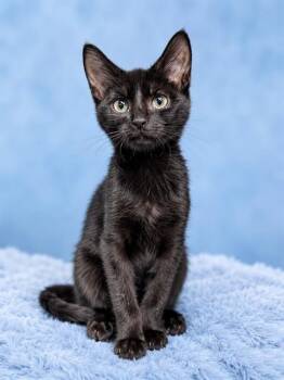 BILLY JOEL -  Domestic Short Hair Cat for Adoption in Westminster, Maryland - BILLY JOEL | PetCurious