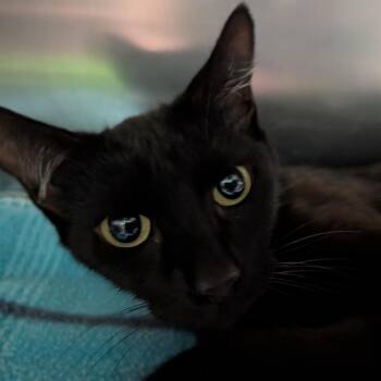 Waverly -  Domestic Short Hair Cat for Adoption in Titusville, Florida - Waverly | PetCurious