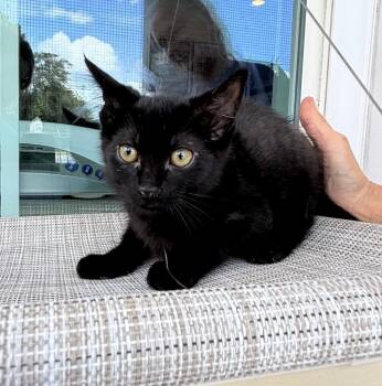 Bugsy -  Domestic Short Hair Cat for Adoption in Kingsland, Georgia - Bugsy | PetCurious