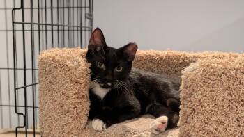 Abbott -  Domestic Short Hair Cat for Adoption in Wilmington, North Carolina - Abbott | PetCurious