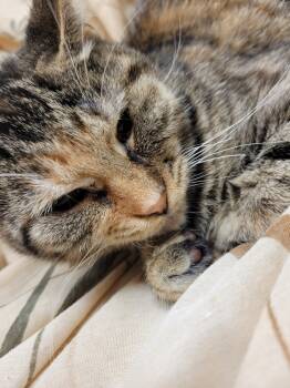 Rescue Domestic Short Hair Cats for Adoption in Lorain, Ohio - Maddy | PetCurious