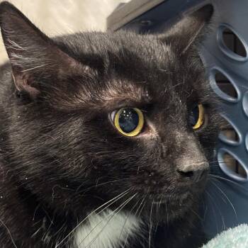 Domestic Short Hair Cats Available for Adoption in Napoleon, Ohio - Astro 21C26 | PetCurious