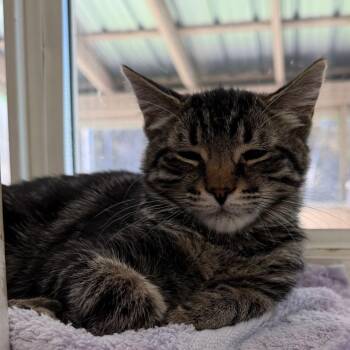 Guernsey -  Domestic Medium Hair Cat for Adoption in Pittsford, Vermont - Guernsey | PetCurious